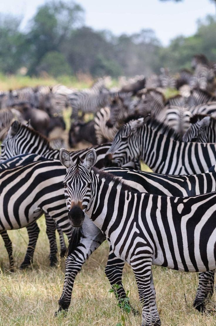 Zebras grazing